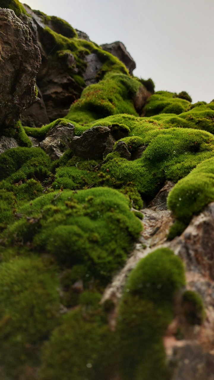 Close-up of moss, symbolizing natural inspiration for the earthy, serene design of the Aurora Wellness Centre by Lisa Elliott Interior Design in collaboration with Melbourne-based builders and architects.